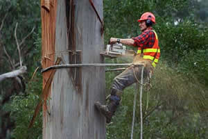 Bron: http://www.rocketswag.com/gardening/garden-tools/chainsaw/How-To-Cut-Down-A-Tree-With-A-Chainsaw.html 